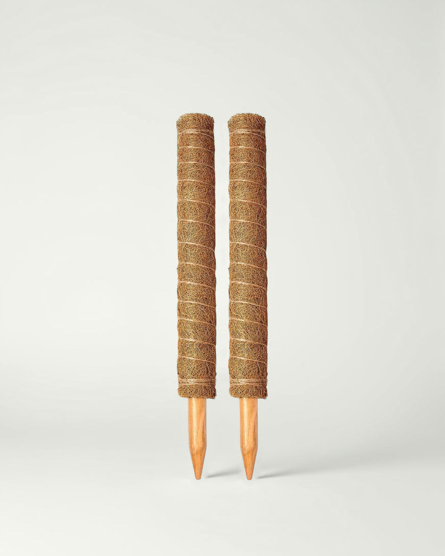 Two stackable coir moss poles, 15 in (38 cm) each, on a studio background