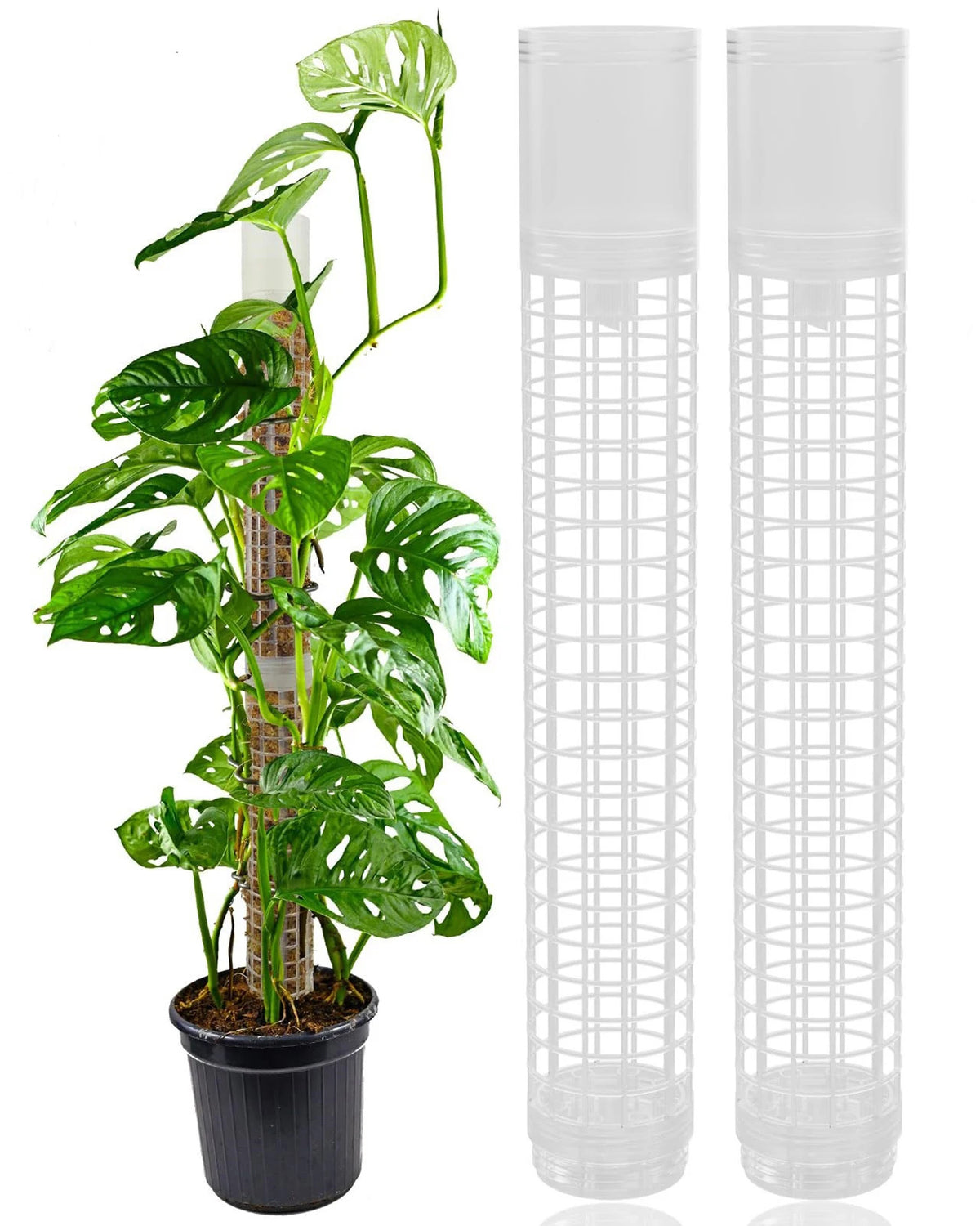 A monstera climbing a self-watering moss pole packed with sphagnum, beside two empty poles