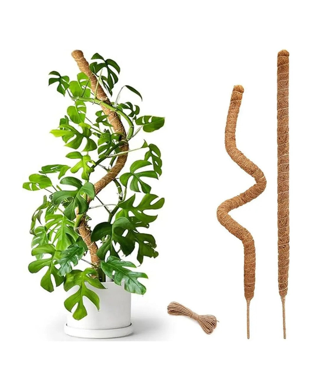 Bendable coir moss pole wound around a climbing plant, next to a loose pole and jute twine