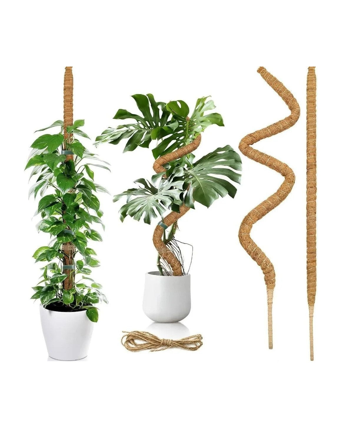 Two climbing plants on bendable coir moss poles, one straight and one curved