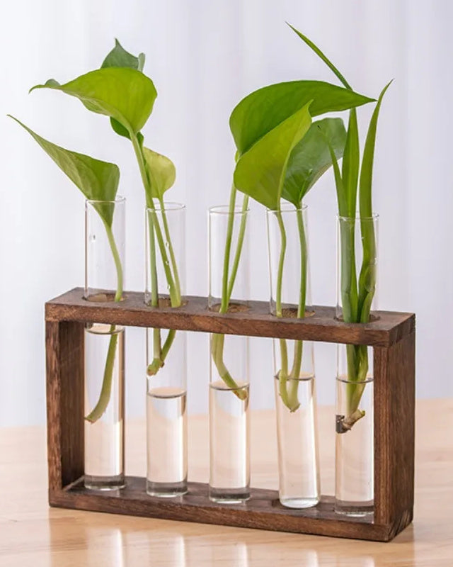 Dark wooden frame with five glass test tubes holding pothos cuttings in water, on a table. Cuttings not included.