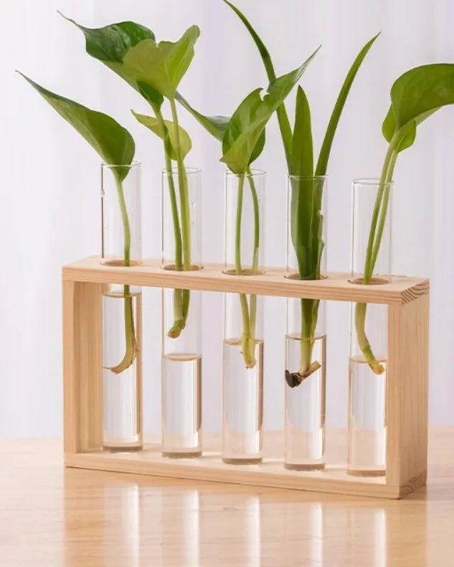 Light wooden frame with five glass test tubes holding pothos cuttings in water, on a table. Cuttings not included.