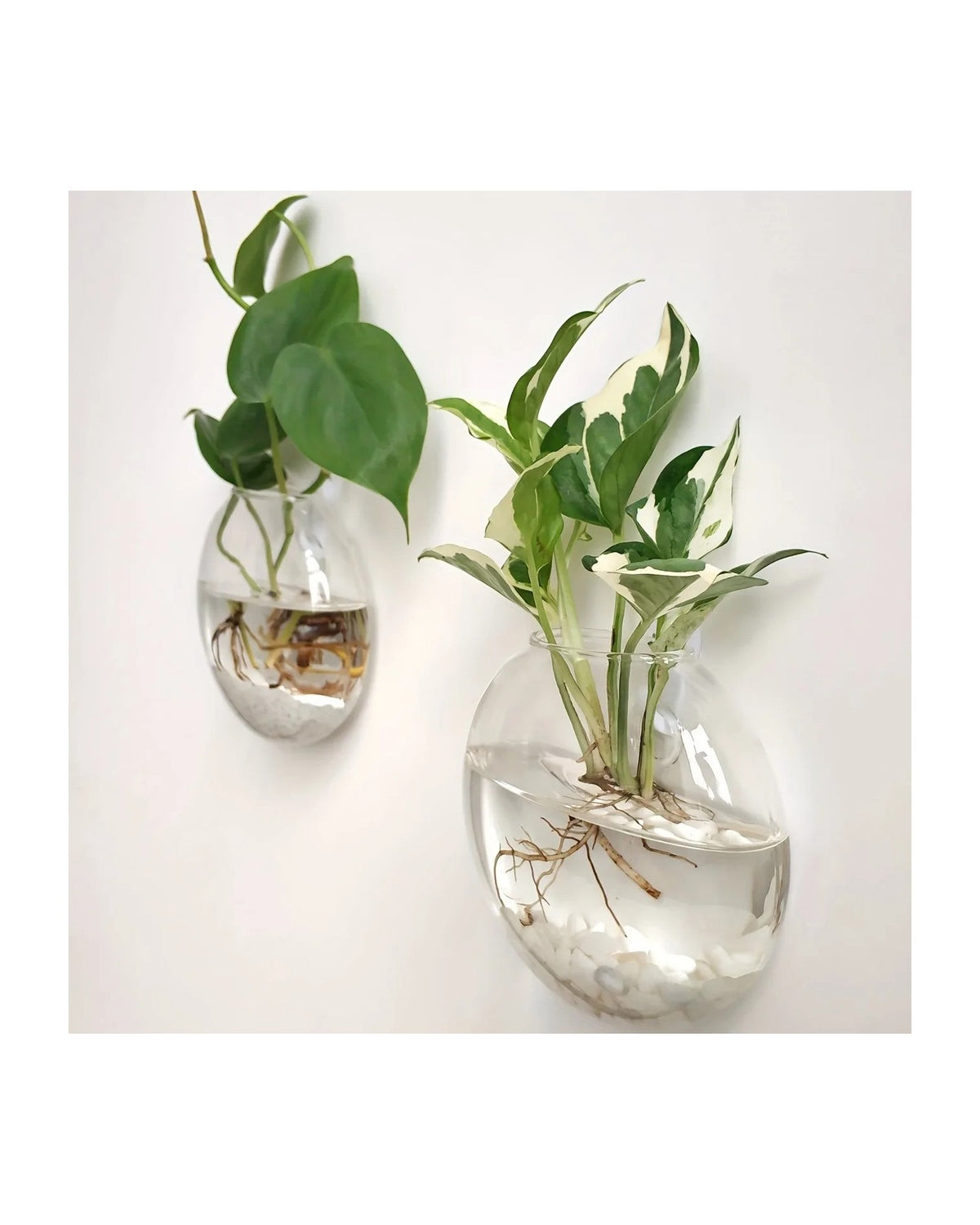 Two glass vases with pothos cuttings and roots in water