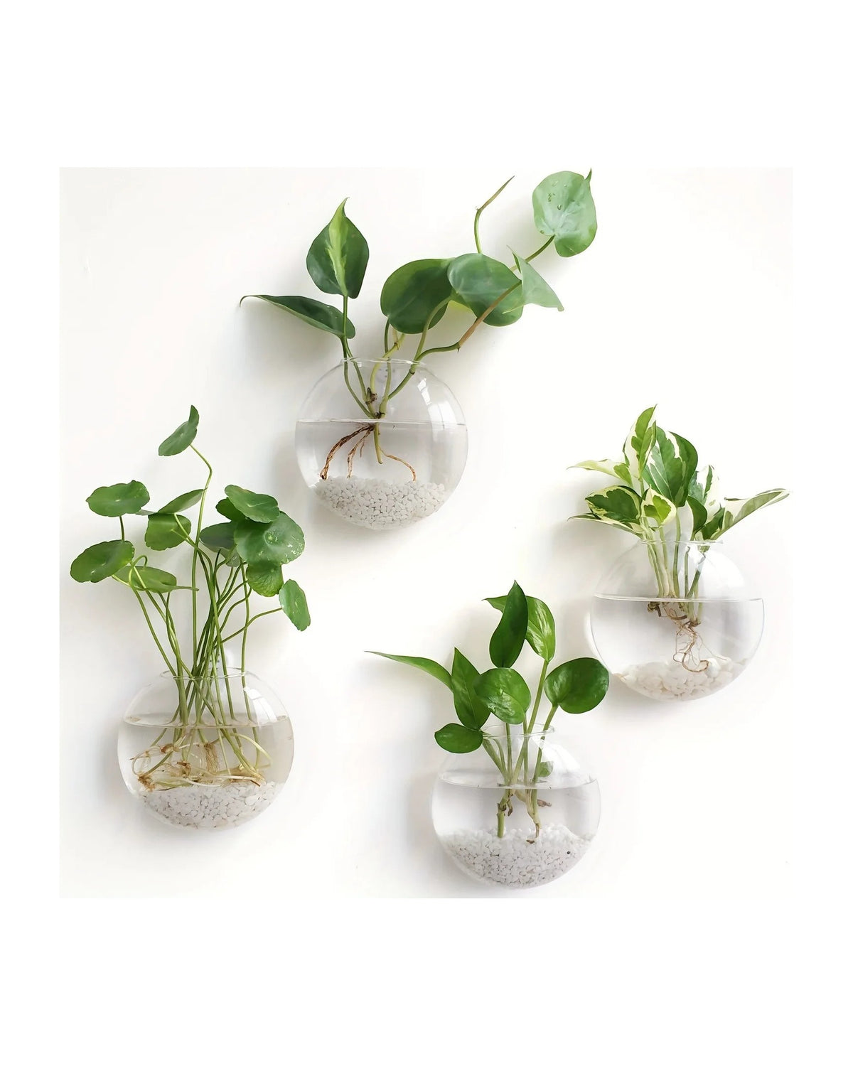 Four round glass propagation vases with cuttings on a white wall
